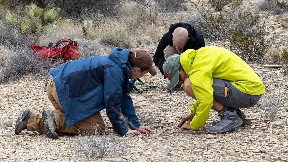 “Woolly Devil” Discovered: A New Plant Species Found in Big Bend National Park