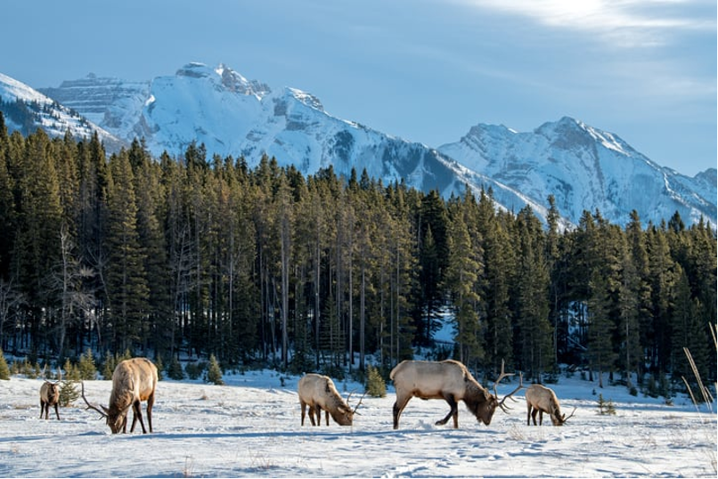 Best National Parks to Visit in Winter